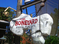 Walt Disney World's Animal Kingdom - The Boneyard