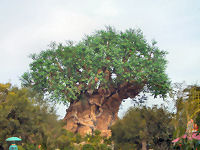 Walt Disney World's Animal Kingdom - The Tree of Life